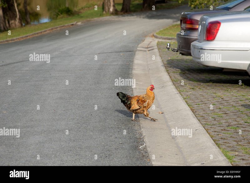 Conoce los secretos detrás del popular juego de mesa Chicken Road en España - overview